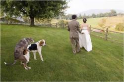 Funny wedding photos 2/11